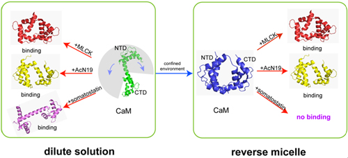 稀溶液与限域环境下钙调蛋白的结构与功能示意图